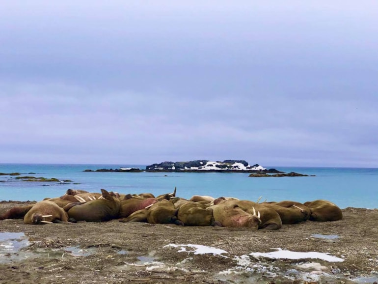 Bilde av Hvalrosser på Svalbard