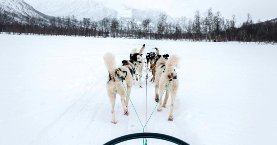 Utsikt fra en hundeslede trukket av seks hunder gjennom et snødekt landskap i Tromsø, med fjell og trær i bakgrunnen.