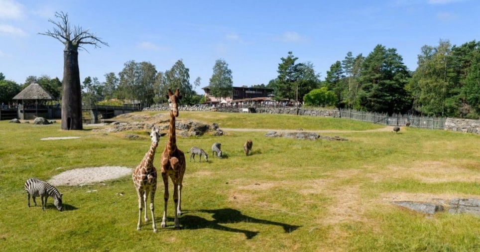 Savannen i dyreparken. To giraffer i front. Foto.